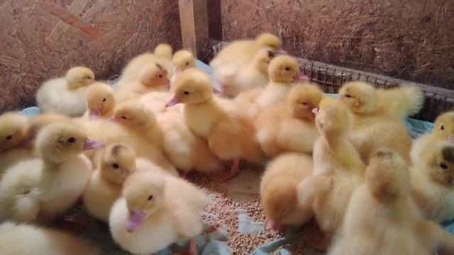 МУСКУСНЫЕ УТЯТА ТЯЖЁЛОЙ ЛИНИИ ФРАНЦУЗСКАЯ ЛИНИЯ. ПОПОЛНЕНИЕ В ХОЗЯЙСТВЕ, ЦЫПЛЯТА ГЕРКУЛЕС. 18.05202 смотреть онлайн