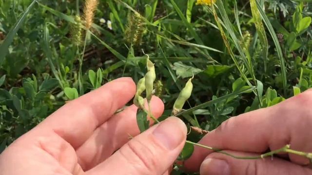 Едим ДИКОРОСЫ: ЧИНА КЛУБНЕВАЯ/Lathyrus tuberosus. ПОЛЕВАЯ КУХНЯ. смотреть онлайн