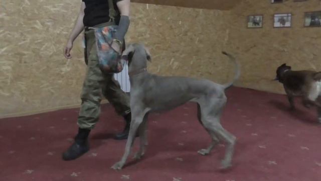 Веймаранер Тоби смотреть онлайн