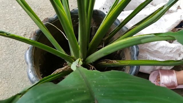 HOW TO PROPAGATE SPATHIPHYLLUM SENSATION | Giant Sensation | PAGPAPARAMI | Fel Pacs смотреть онлайн