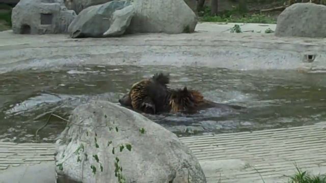 Benji makes a splash! смотреть онлайн