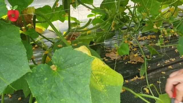 Ovo su razlozi zbog kojih je list krastavca žut - spriječite to na vrijeme смотреть онлайн