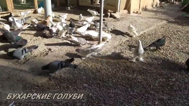 Бухарские Голуби от Икрома Интересные, г Бухара,Bukhara Pigeons from Ikrom Interesting, Bukhara cit смотреть онлайн