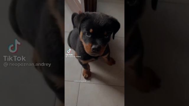 Эдиты с //ротвейлером// 🐕🥎 //Edits With A Rottweiler//