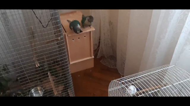 Попугаи Пирруры играют колпачком смотреть онлайн