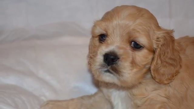 Помёт 9 ноября 2015 года смотреть онлайн