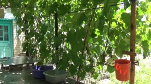 Виноград на беседке.