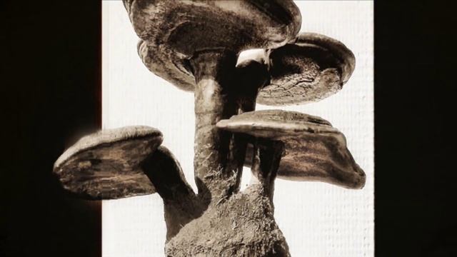 El Hongo Ganoderma Lucidum, reishi Gano, Lingzhi, es un excelente suplemento orgánico. смотреть онлайн