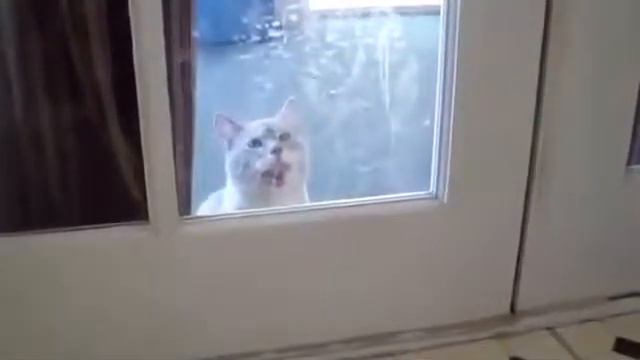 Кот Мефистофель! ВНИМАНИЕ!!! смотреть онлайн