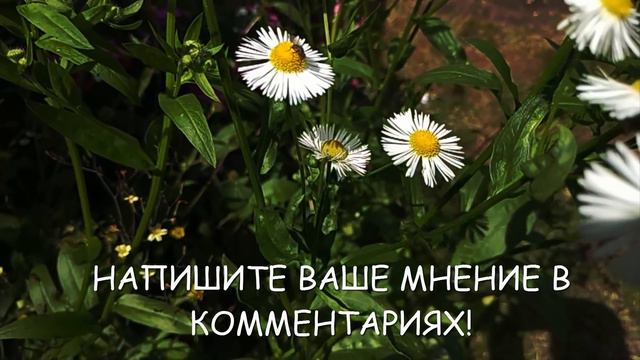 Красивая природа и не только... Этот год быка будет очень интересным смотреть онлайн