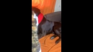 CAT MEMES COMPILATION V06