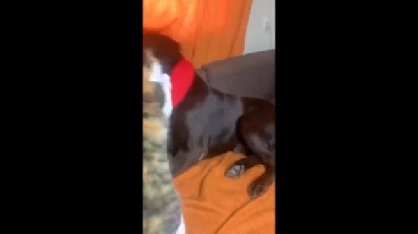 CAT MEMES COMPILATION V06