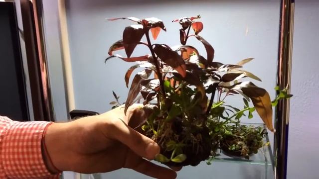 Ваби-куса смотреть онлайн