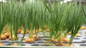 Видео: Посадка лука в теплицах без применения удобрений