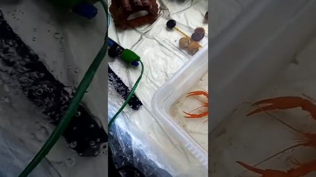 Росказ про флоридских раков смотреть онлайн