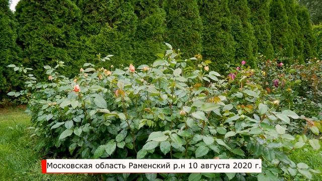 Видео обзор розы  Чиппэндейл (Чайно гибридная) - Chippendale (Tantau Германия, 2006)