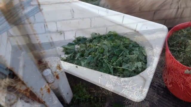 12.05.2018 ГДЕ МЫ БЕРЁМ МУЛЬЧУ? ПОСАДКА ОГУРЦОВ В ТЕПЛИЦУ. смотреть онлайн