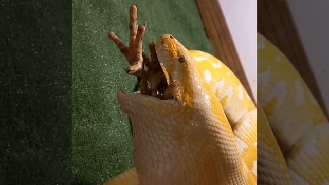 Python bivittatus Python molurus albino смотреть онлайн