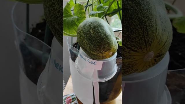 дыня на подоконнике смотреть онлайн