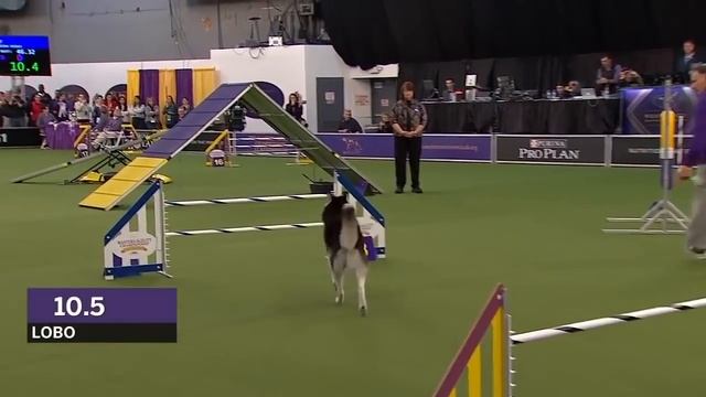 Dogs: husky vs border collie agility смотреть онлайн