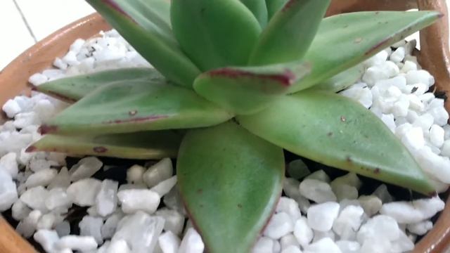 ECHEVERIA AGAVOIDES LIPSTICK...CUIDADOS смотреть онлайн