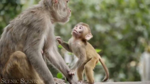 Baby Animals 4K - Amazing World Of Young Animals ï½ Scenic Relaxation Film