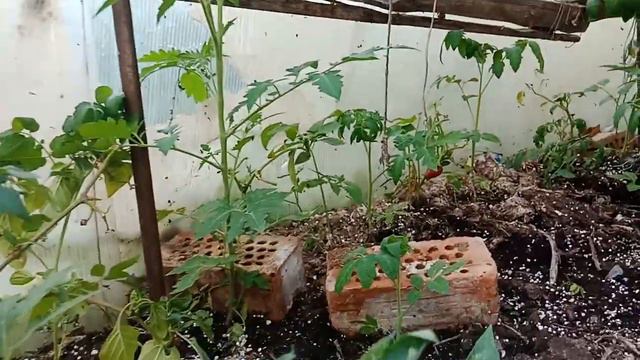 загадка! откуда у меня 16 июня красные перцы?) смотреть онлайн