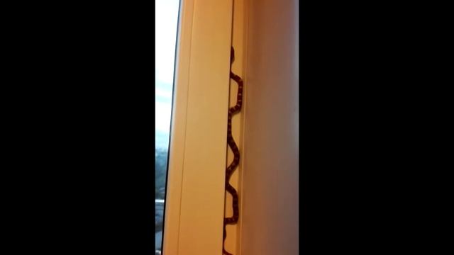 МАИСОВЫЙ ПОЛОЗ 4 месяца смотреть онлайн