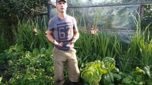 Пекинская капуста. Выращивание пекинской капусты в открытом грунте. Что посадить в августе.