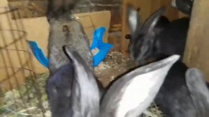 ЧЕМ КОРМИТЬ КРОЛЬЧАТ.Корм для крольчат. Как кормить маленьких крольчат.