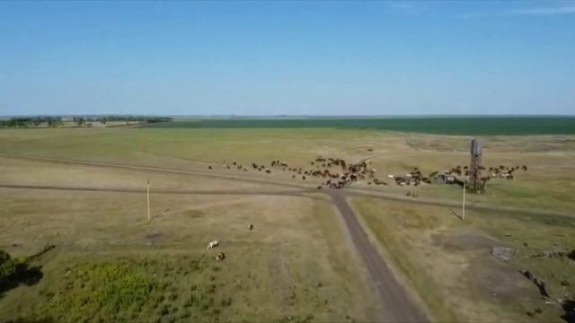 Молодогвардейское. Район Магжана жумабаева, Северный Казахстан. смотреть онлайн