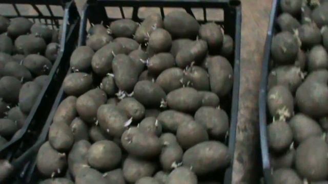 Проращивание семенного (посадочного) картофеля / Cultivation of seed (planting) potatoes смотреть онлайн