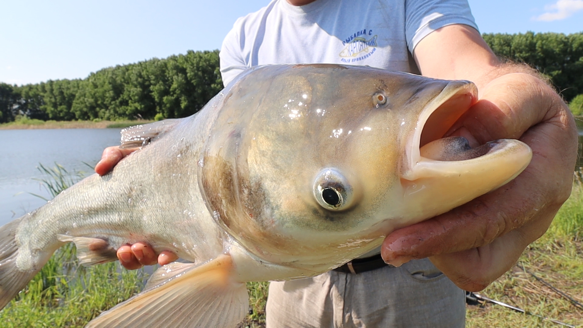Ловля ТОЛСТОЛОБИКА по ХОЛОДНОЙ воде. Рыбалка с ночевкой. смотреть онлайн