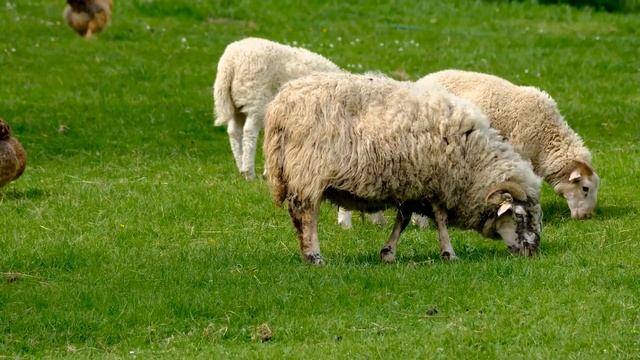 Oh Sheep! Funny sheep , super cute sheep in nature|Beautiful calming sheep| Lambs смотреть онлайн