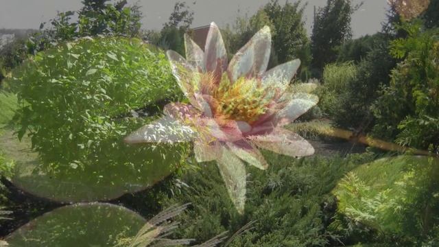 Продается питомник декоративных растений в Ростове-на-Дону смотреть онлайн