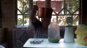 Квас из веток хвои сосны