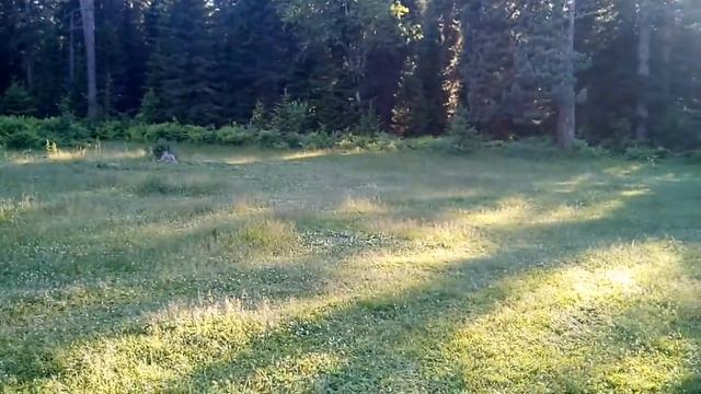 Алтай Турочак река Лебедь . 27.06.2019 смотреть онлайн