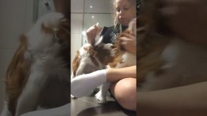 Как я ухаживаю за породой Кавалер Кинг Чарльз Спаниель
