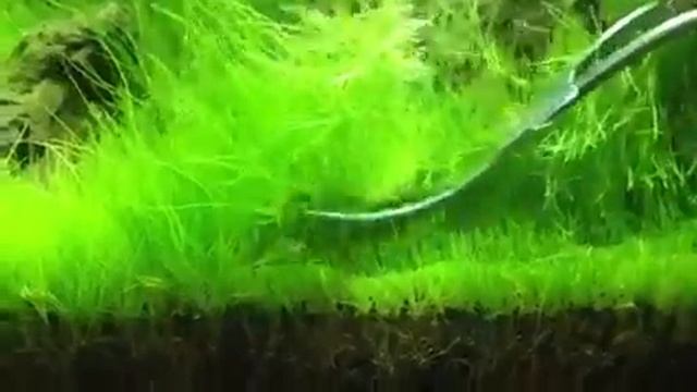 Trimming Hair Grass (eleocharis acicularis) ADA 60P. смотреть онлайн