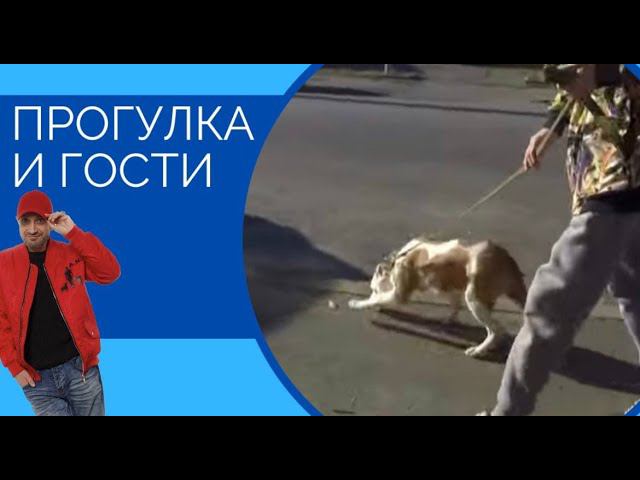 Прогулка и гости(щенок стаффа) смотреть онлайн