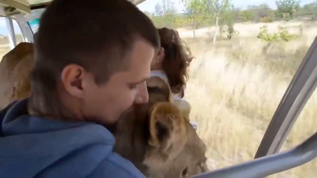 In the “Taigan” lioness rides with tourists in a car on the savannah! смотреть онлайн
