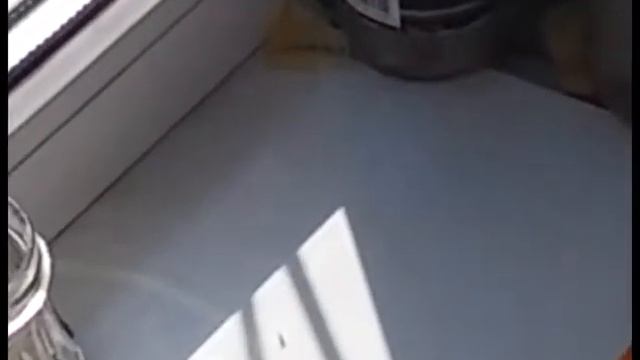 Ассорти. Выращиваем рассады. Ревень Морковь абако. смотреть онлайн