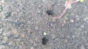 Как пересадить свеклу после прореживания