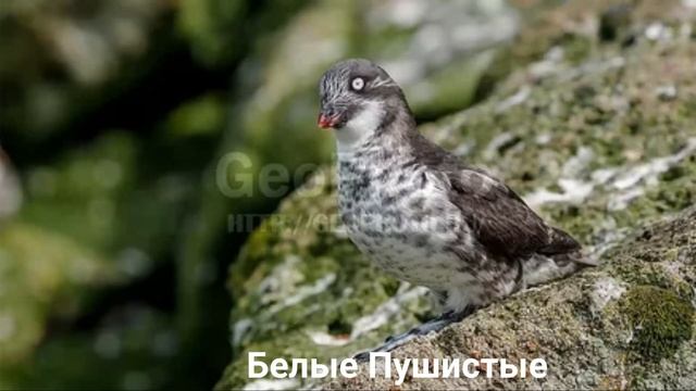 Животные/Птицы/КОНЮГА КРОШКА?/Интересные факты смотреть онлайн