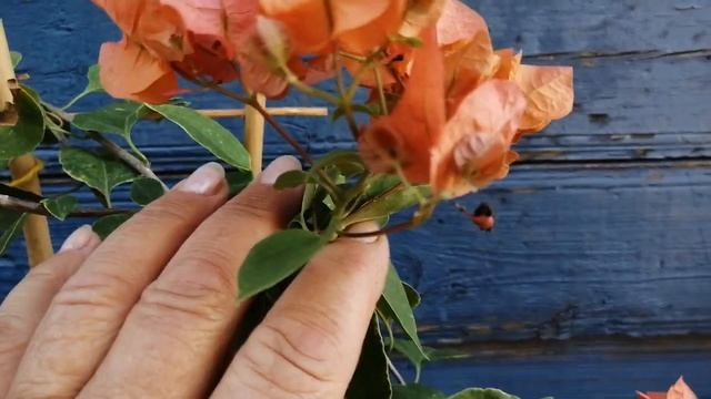 Бугенвиллия Orange Clow. Обзор. смотреть онлайн