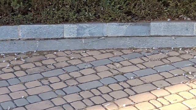 Мёртвые голуби в центре г. Южный (11.09.16) смотреть онлайн