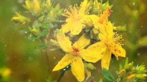 Как выращивать зверобой в домашних условиях