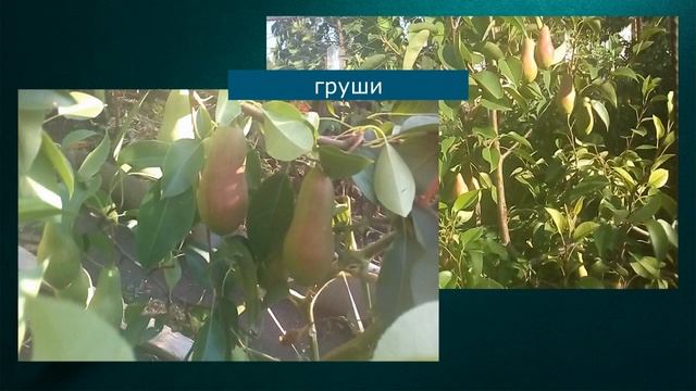 Мои растишки /Овощи, фрукты, ягоды, цветы/ август 2021 смотреть онлайн