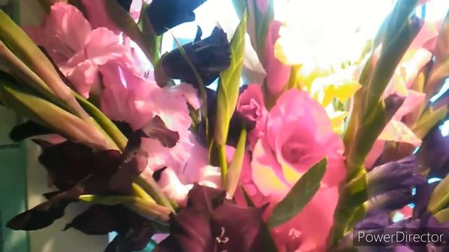 Анжела. Томат. #анжела смотреть онлайн