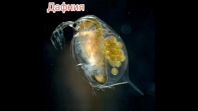 Ракообразные и многоножки смотреть онлайн